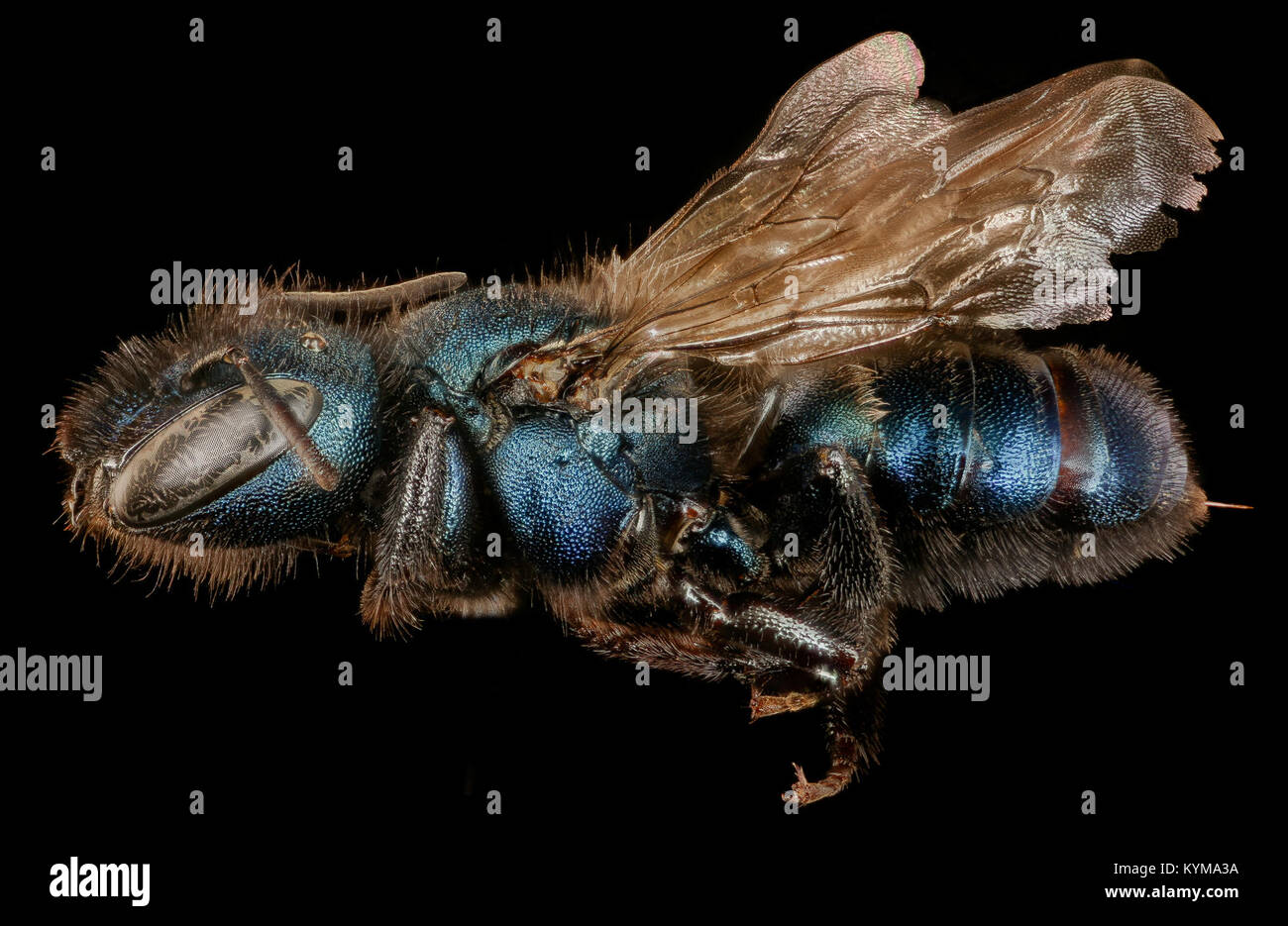 Une photographie rapprochée d’Osmia grindeliae, une espèce d’abeille, capturée à Mariposa, en Californie, montrant ses caractéristiques distinctives dans le cadre d’un programme d’inventaire et de surveillance des insectes. Banque D'Images