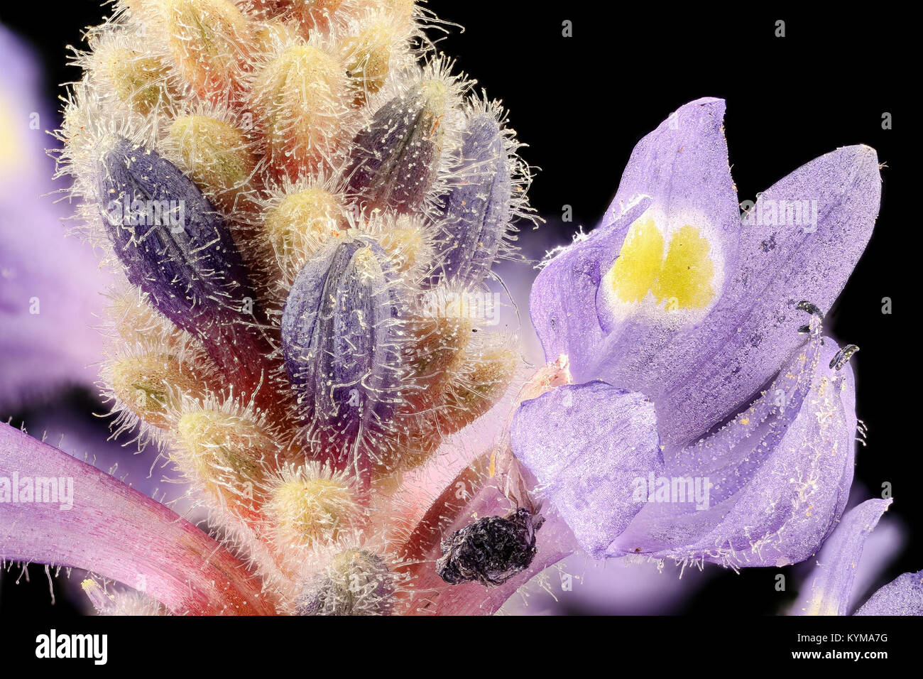 Photo en gros plan de la piqûre (Pontederia cordata) dans le comté de Howard, Maryland, capturée par Helen Lowe Metzman le 25 juillet 2017, montrant la plante et un insecte. Banque D'Images