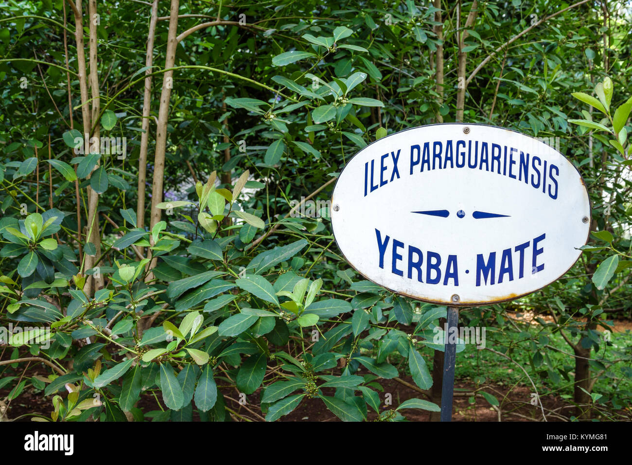 Buenos Aires Argentina,parc,jardin Botanico Carlos Thays jardin botanique,Ilex paraguariensis,yerba mate,plante,hispanique hispanique Latin Latins Latino Banque D'Images