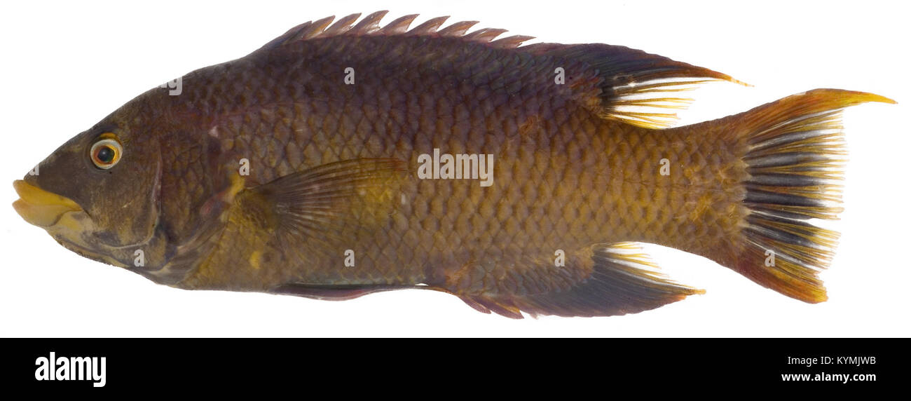 Bodianus rufus, Espagnol (adultes) cochons 2848419009 o Banque D'Images