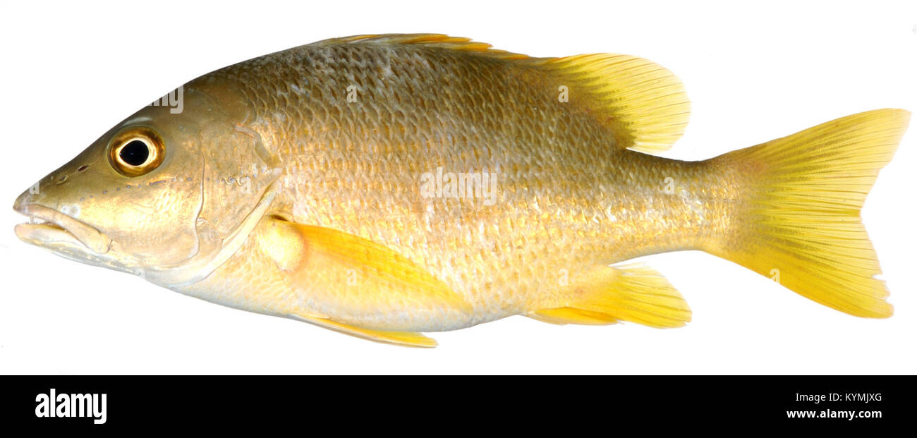 Cette image représente un adulte Lutjanus apodus, également connu sous le nom de maître d'école Snapper, capturé par le groupe larvaire-poisson du Belize en 2004. L'illustration met en évidence ses nageoires jaunes et son profil de poisson distinctif. Banque D'Images
