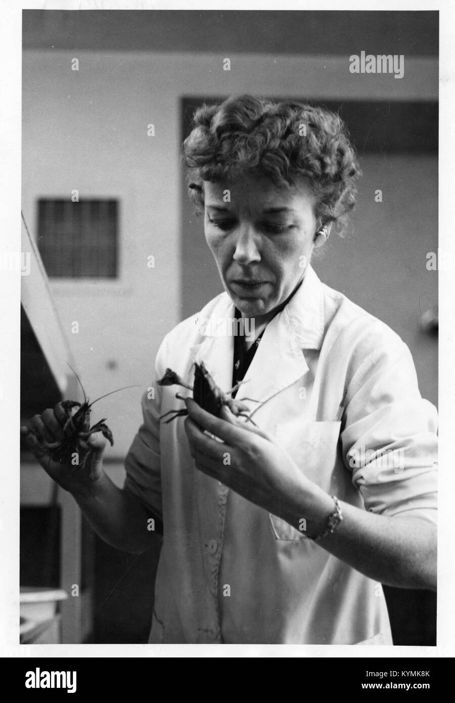 Portrait de Mary Alice McWhinnie (1922-1980), biologiste connue pour ses recherches sur le krill antarctique, capturé au XXe siècle, soulignant son rôle de pionnière en science. Banque D'Images