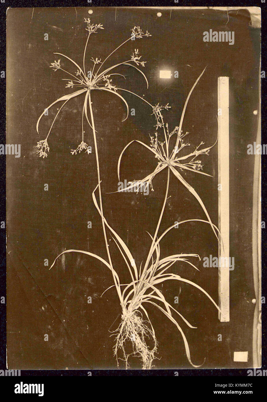 Photographie d'un spécimen botanique non identifié, peut-être un type d'herbe, provenant des archives de la Smithsonian institution. Banque D'Images