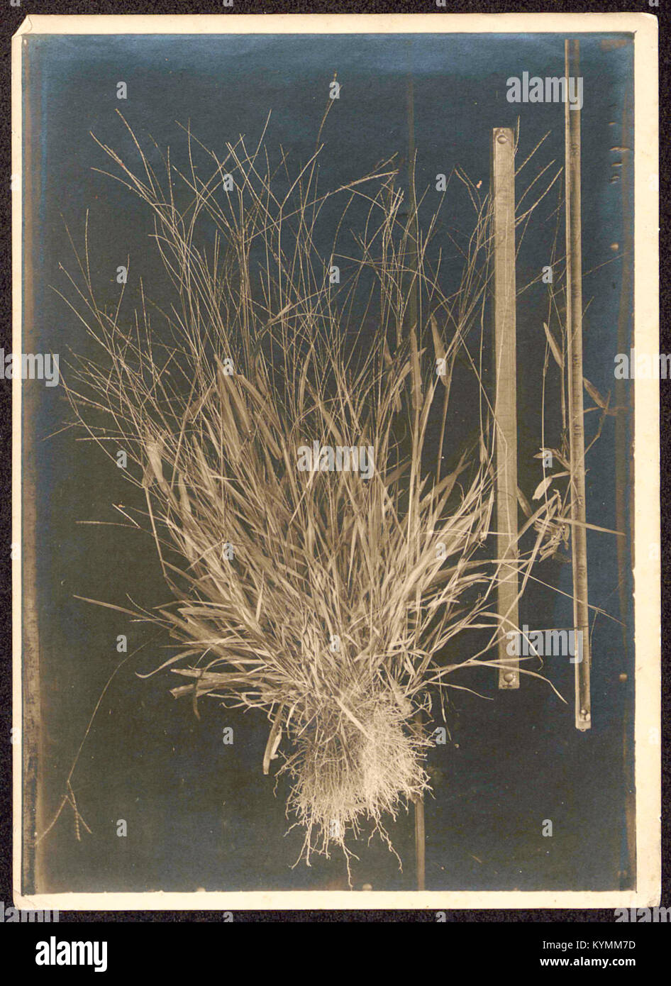 Illustration d'un spécimen botanique non identifié, peut-être une espèce d'herbe. Le spécimen fait partie des archives botaniques de la Smithsonian institution, montrant les détails de sa structure et de ses caractéristiques. Banque D'Images