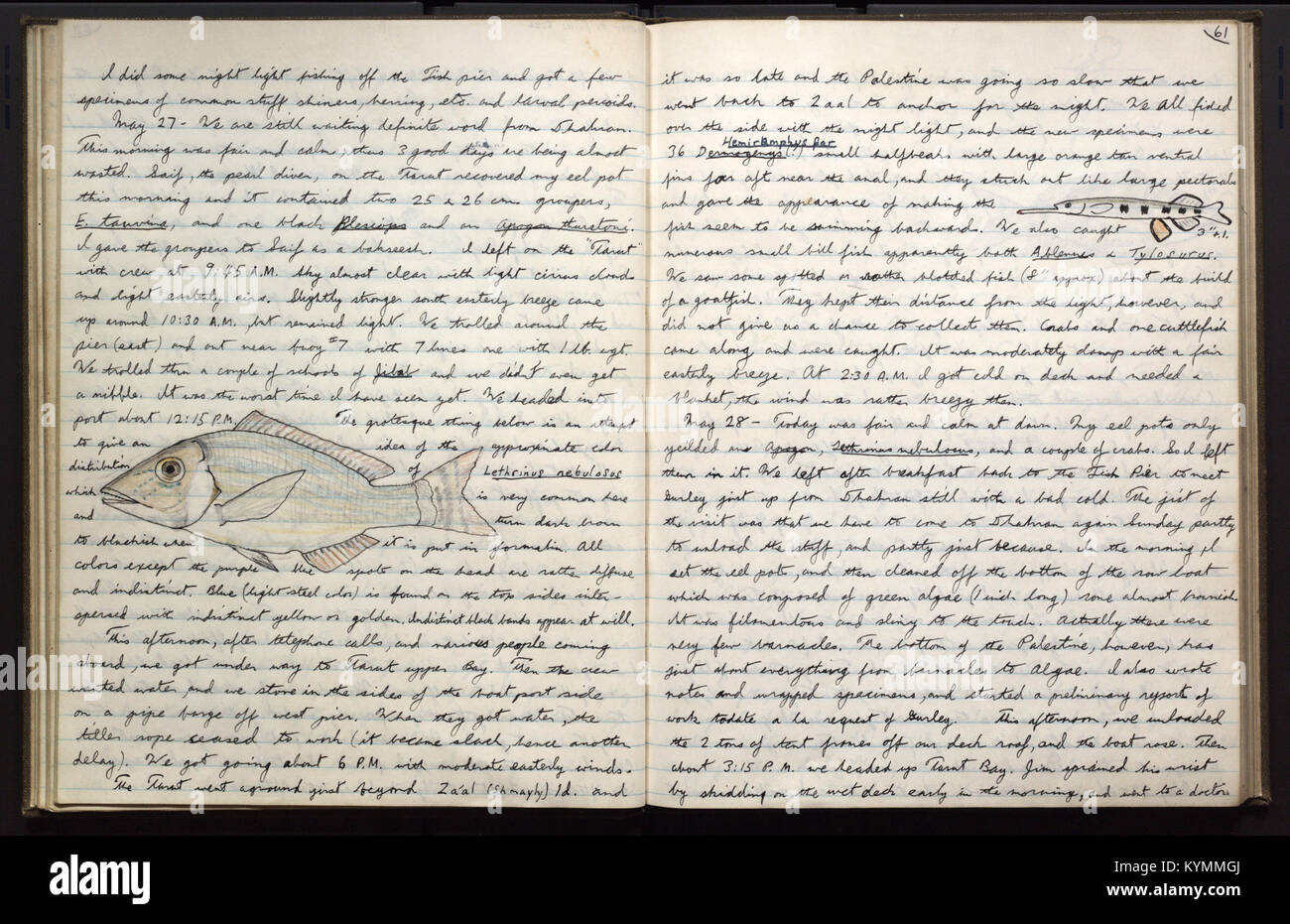 Page 40 du journal de Donald Erdman de 2015, avec un dessin qui contribue au Field Book Project. L’illustration met en évidence la valeur historique et académique du projet, conservé dans les archives de la Smithsonian institution. Banque D'Images