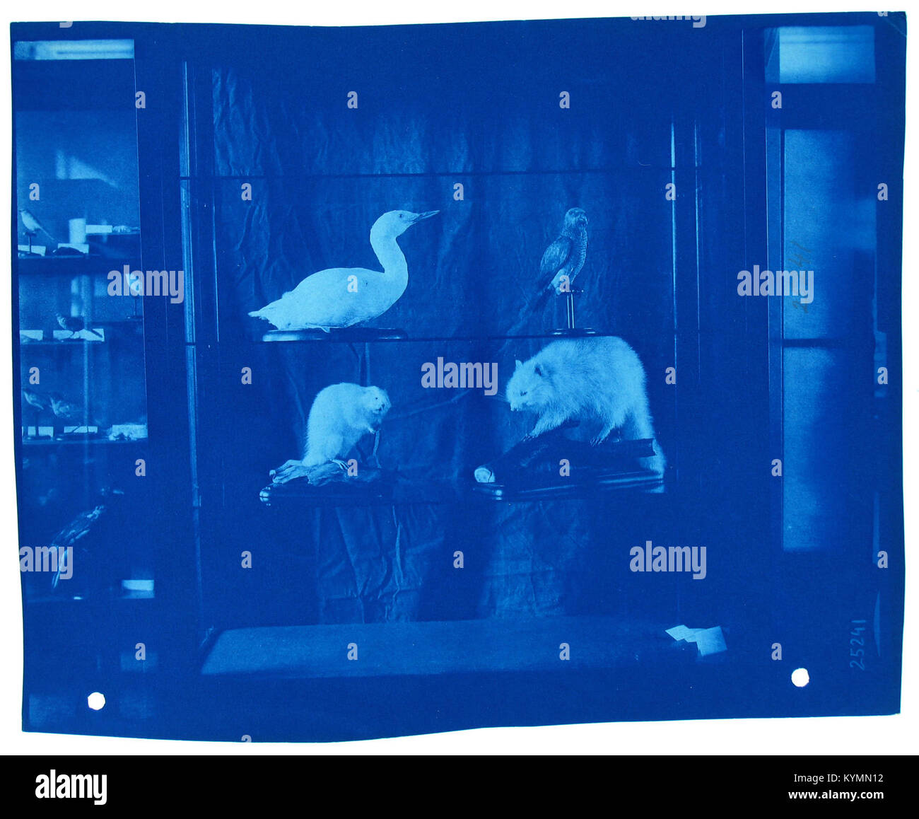 Une photographie d'exposition des années 1890, montrant peut-être une exposition de divers animaux taxidermiques, y compris un castor, un canard et un aigle. La photographie cyanotype offre un aperçu historique des premières collections de la Smithsonian institution. Banque D'Images