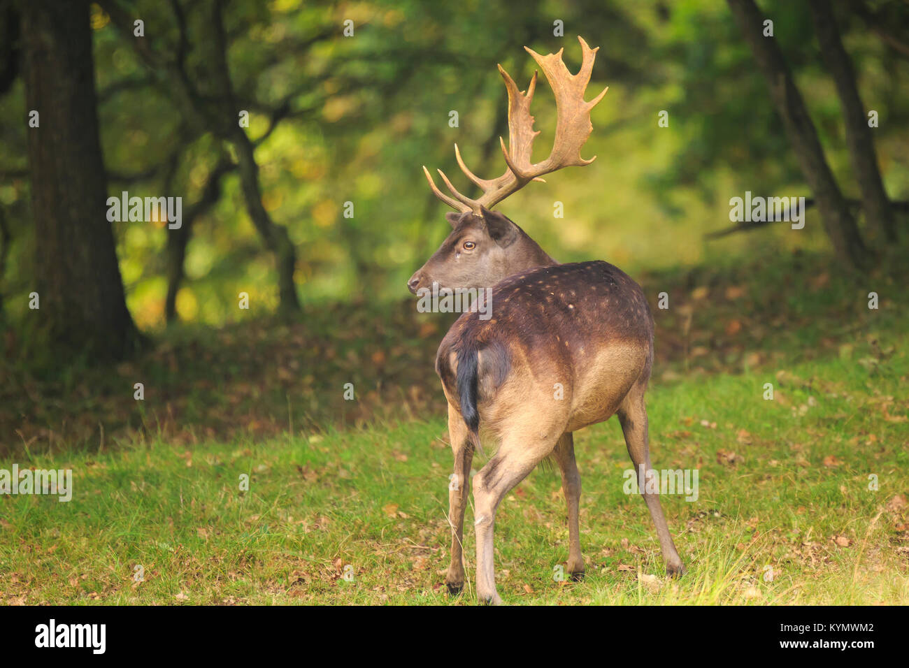Close up portrait of a male fallow deer stag, Dama Dama, debout dans une forêt verte pendant la saison d'automne. Banque D'Images