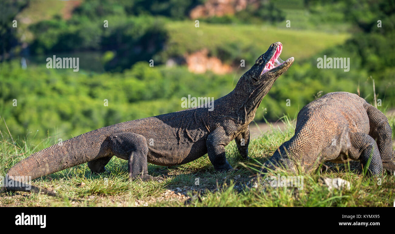 Le dragon de Komodo (Varanus komodoensis) avec la bouche ouverte. Plus gros lézard vivant dans le monde. De Rinca Island. L'Indonésie. Banque D'Images