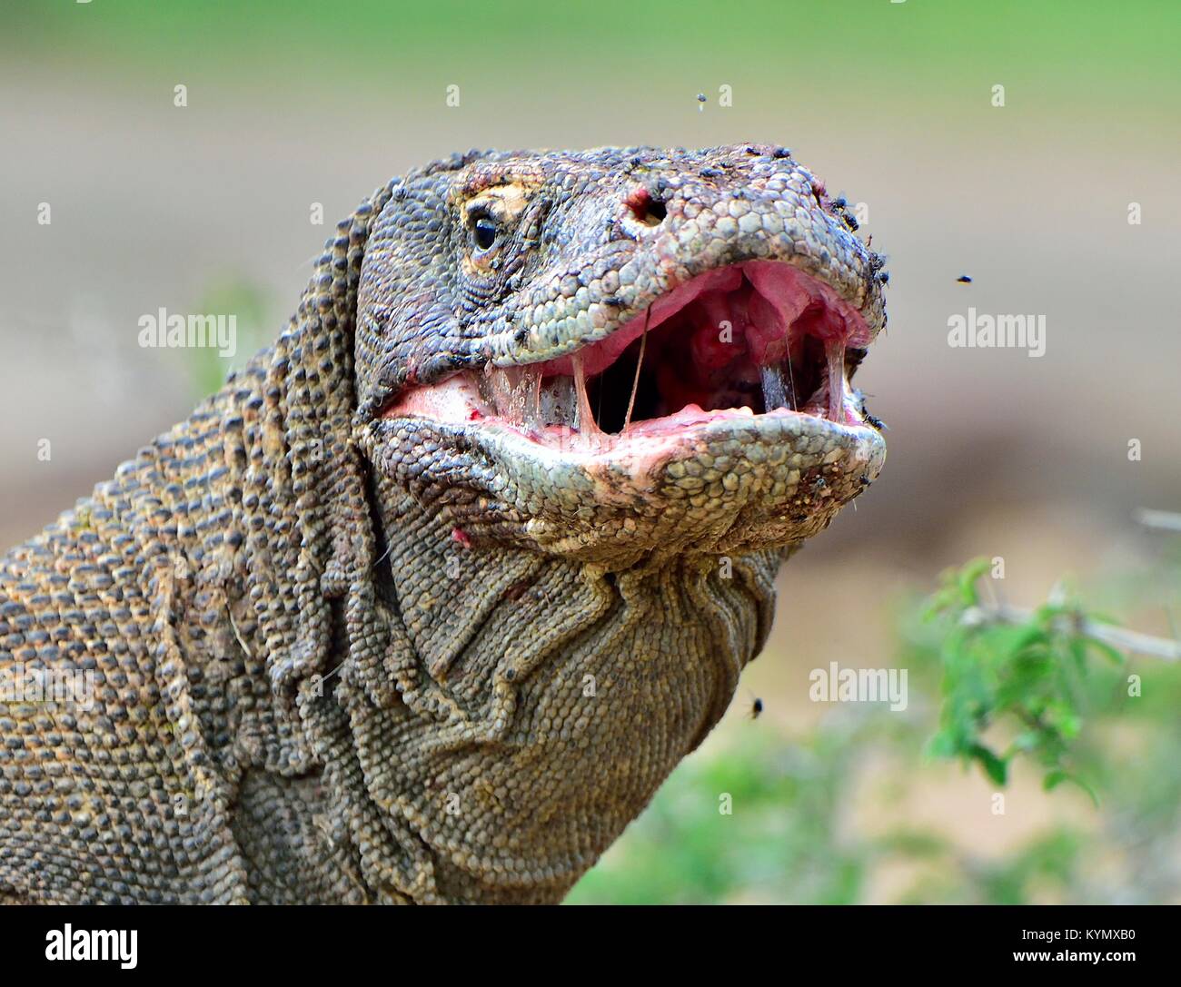 Le dragon de Komodo (Varanus komodoensis) avec la bouche ouverte. Plus — free download