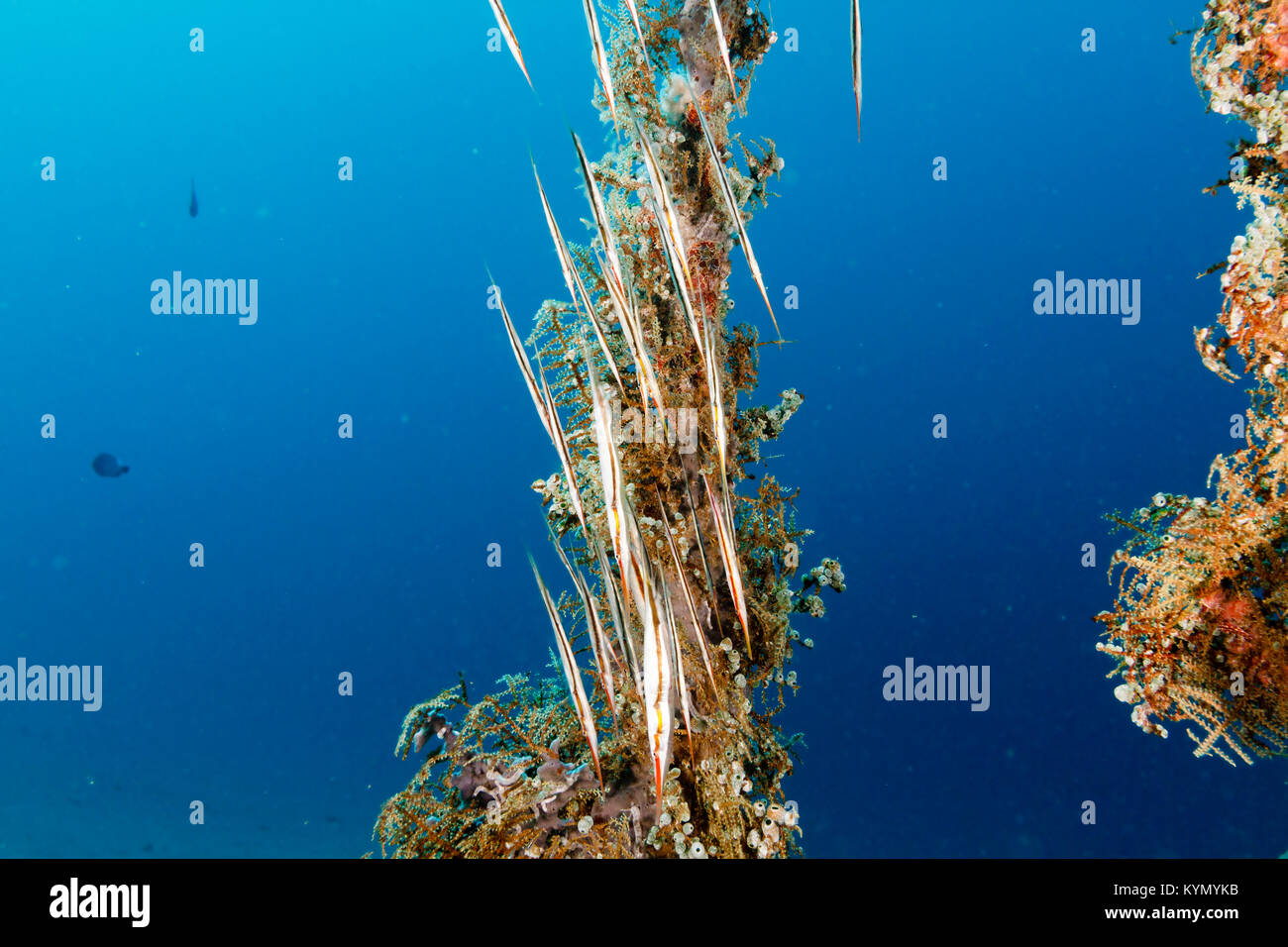 Razorfish (Aeoliscus strigatus) Parc national marin de Bunaken, au nord de Sulawesi, Indonésie Banque D'Images