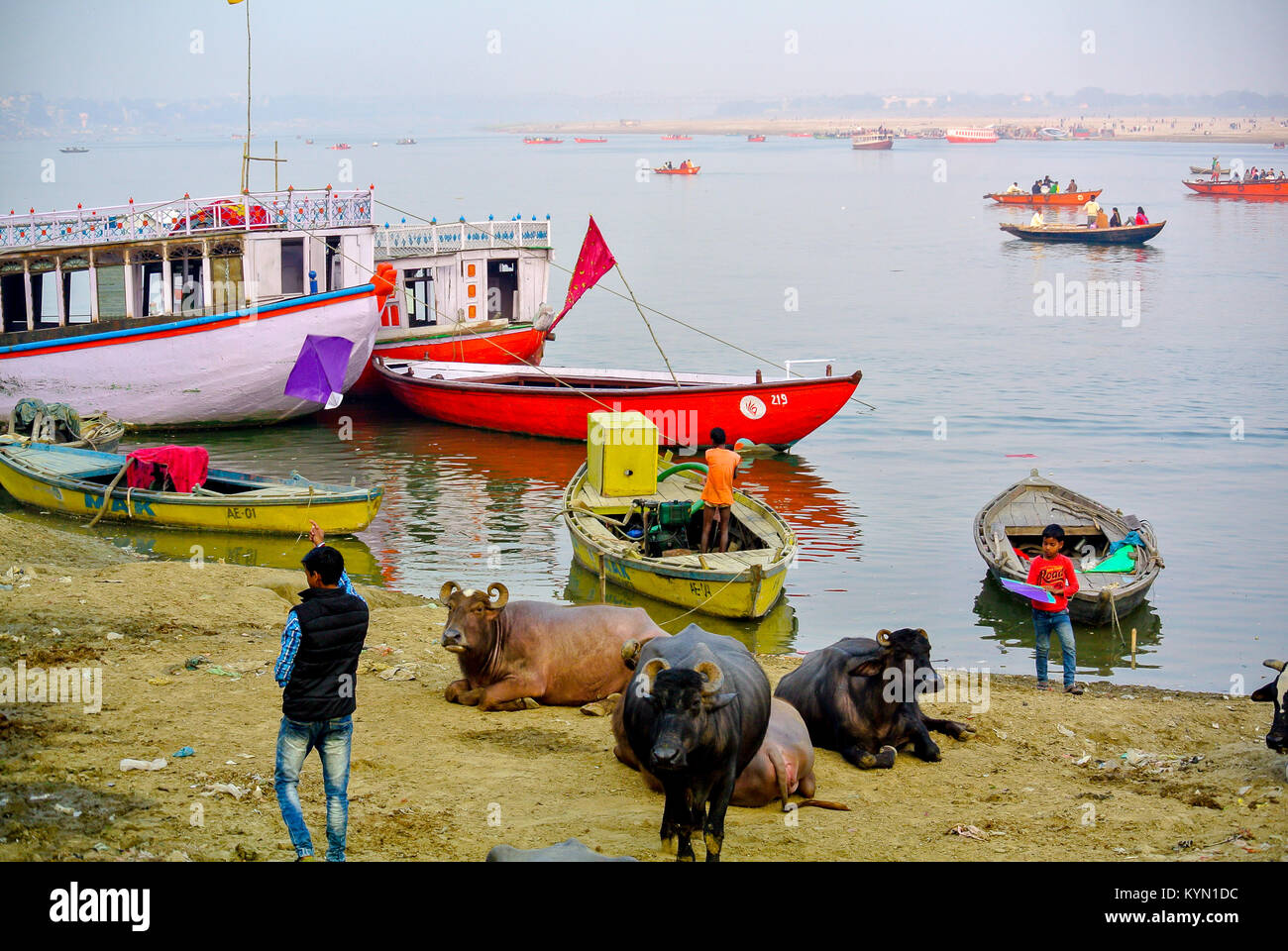 Varanasi, Uttar Pradesh, Inde, un indien avec des vaches noires au bord du fleuve ganges Banque D'Images