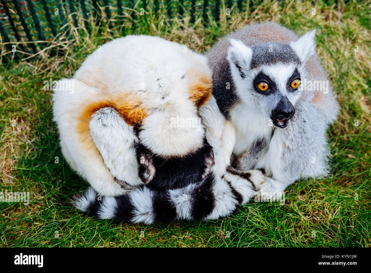 Ring-tailed lémuriens dans le zoo Banque D'Images