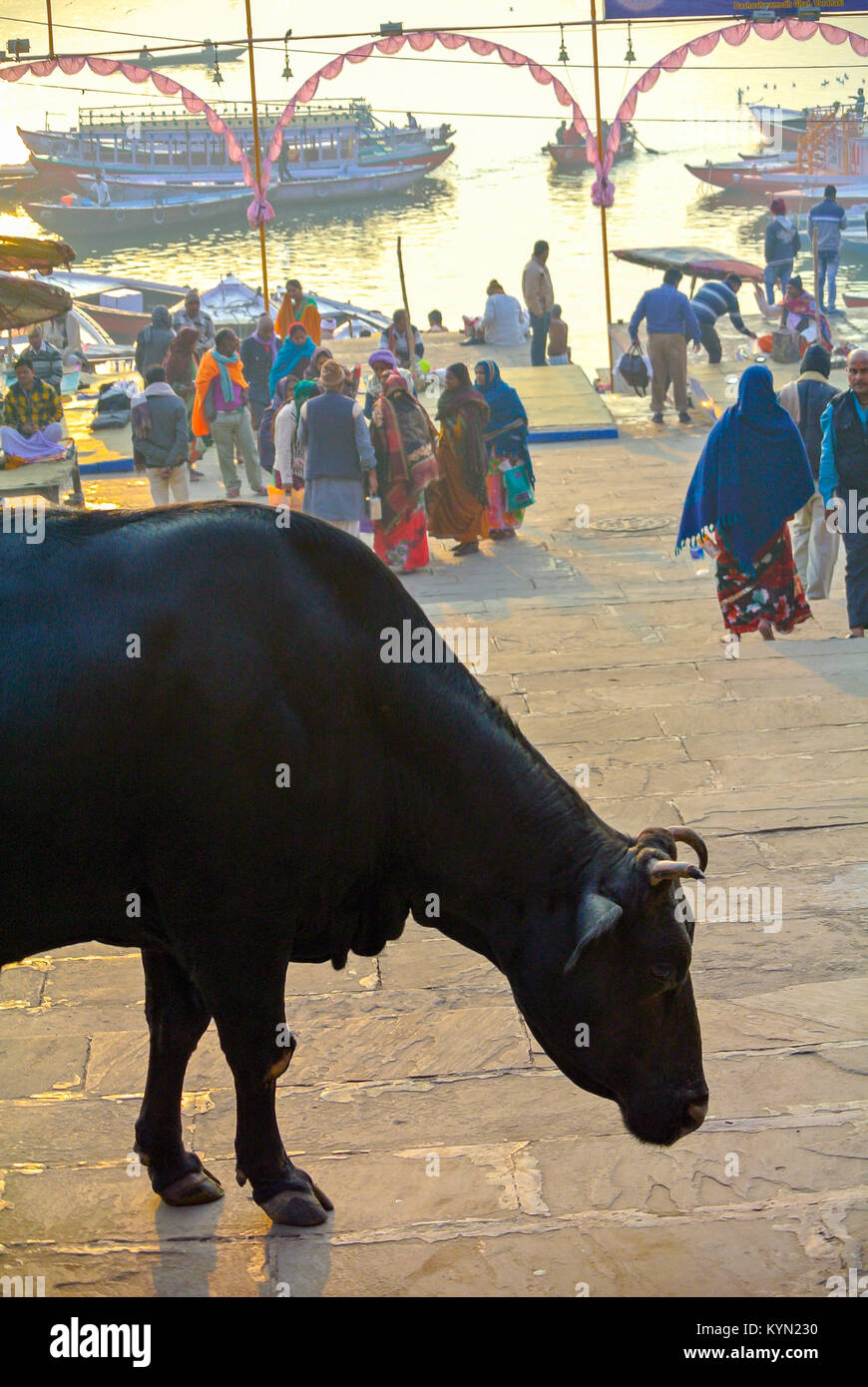 Varanasi, Uttar Pradesh, Inde, 22th janvier 2017, Une vache blak dans la rue de Banares. Banque D'Images