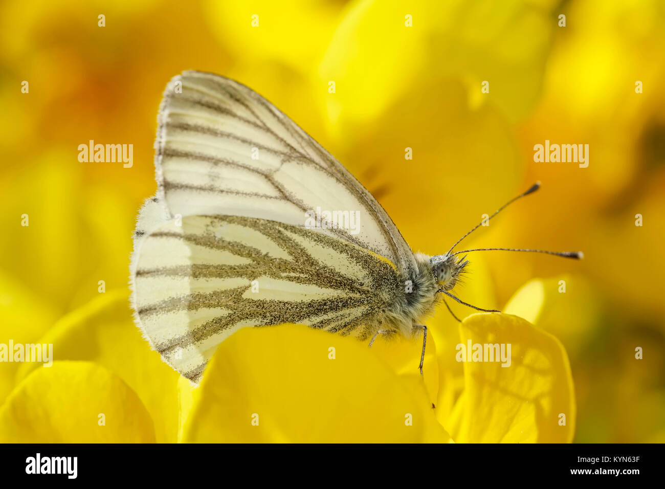 Green-papillon blanc veiné reposant sur les fleurs - Pieris napi Banque D'Images