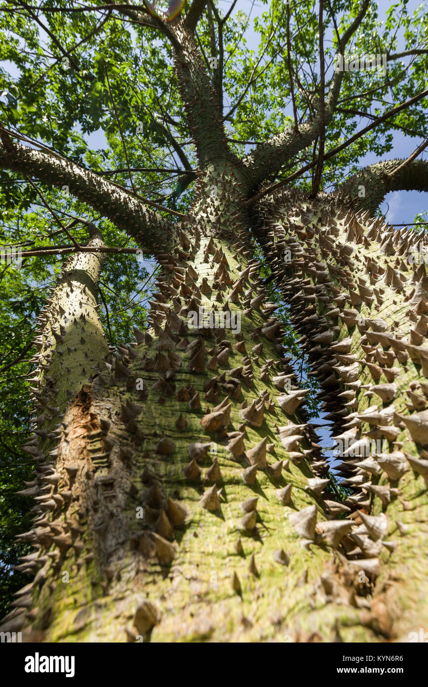 La Ceiba chodatii ou Arbre à soie floss montrant woody épines le long du tronc conique, Kenya, Afrique de l'Est Banque D'Images