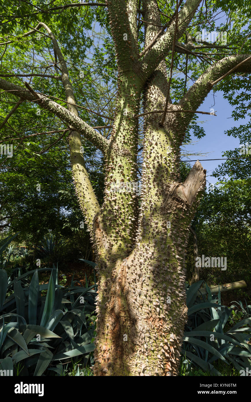 La Ceiba chodatii ou Arbre à soie floss montrant woody épines le long du tronc conique, Kenya, Afrique de l'Est Banque D'Images