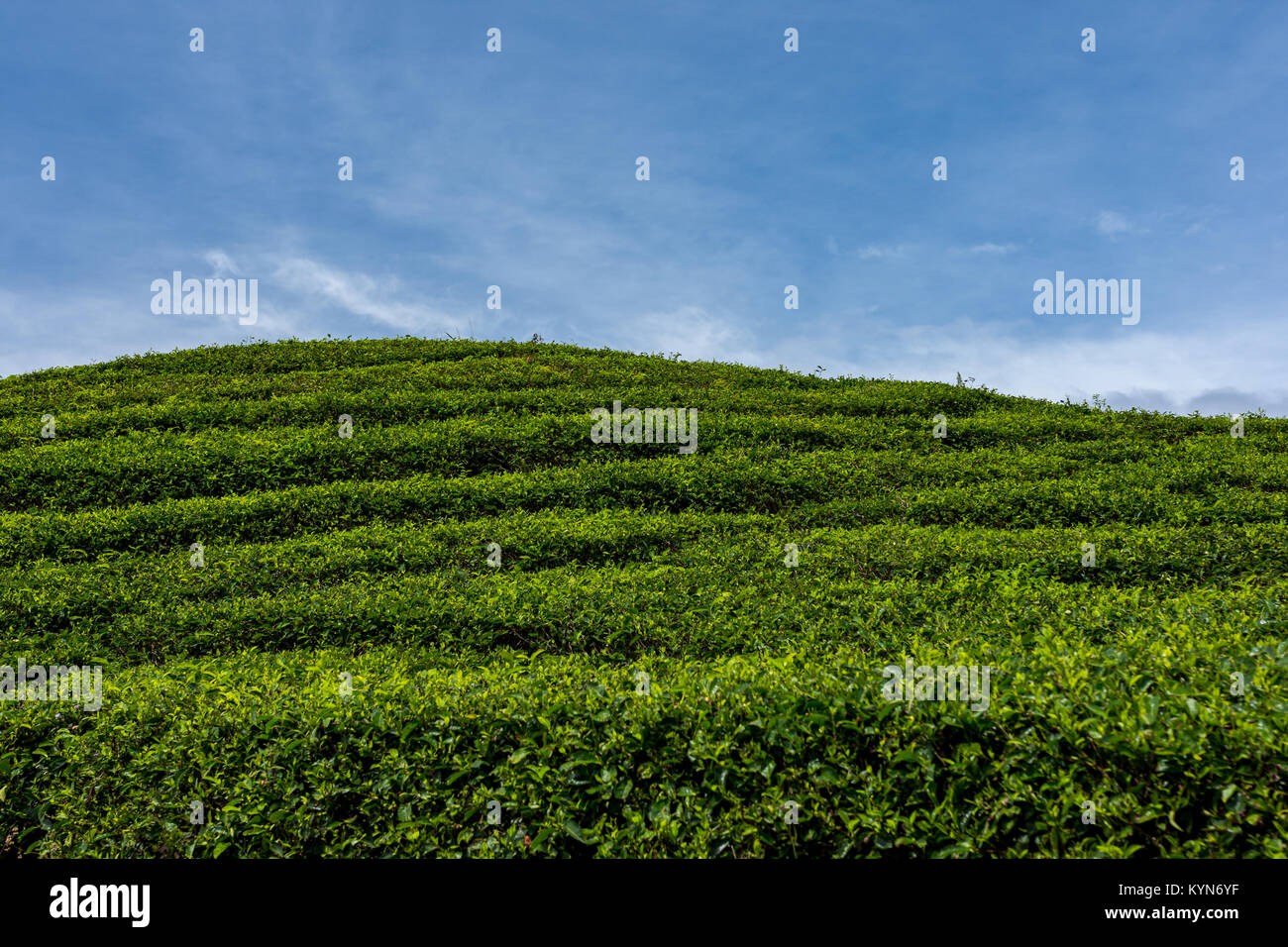 Rolling Green Hill et d'autre des plantations de thé avec une toile de fond de nuages blancs et un beau ciel bleu. Banque D'Images