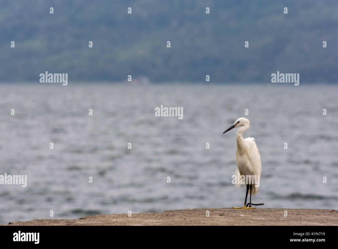 Aigrette neigeuse Heron oiseau sur l'angle d'une jetée en béton pier veillant sur un grand lac back drop. Banque D'Images