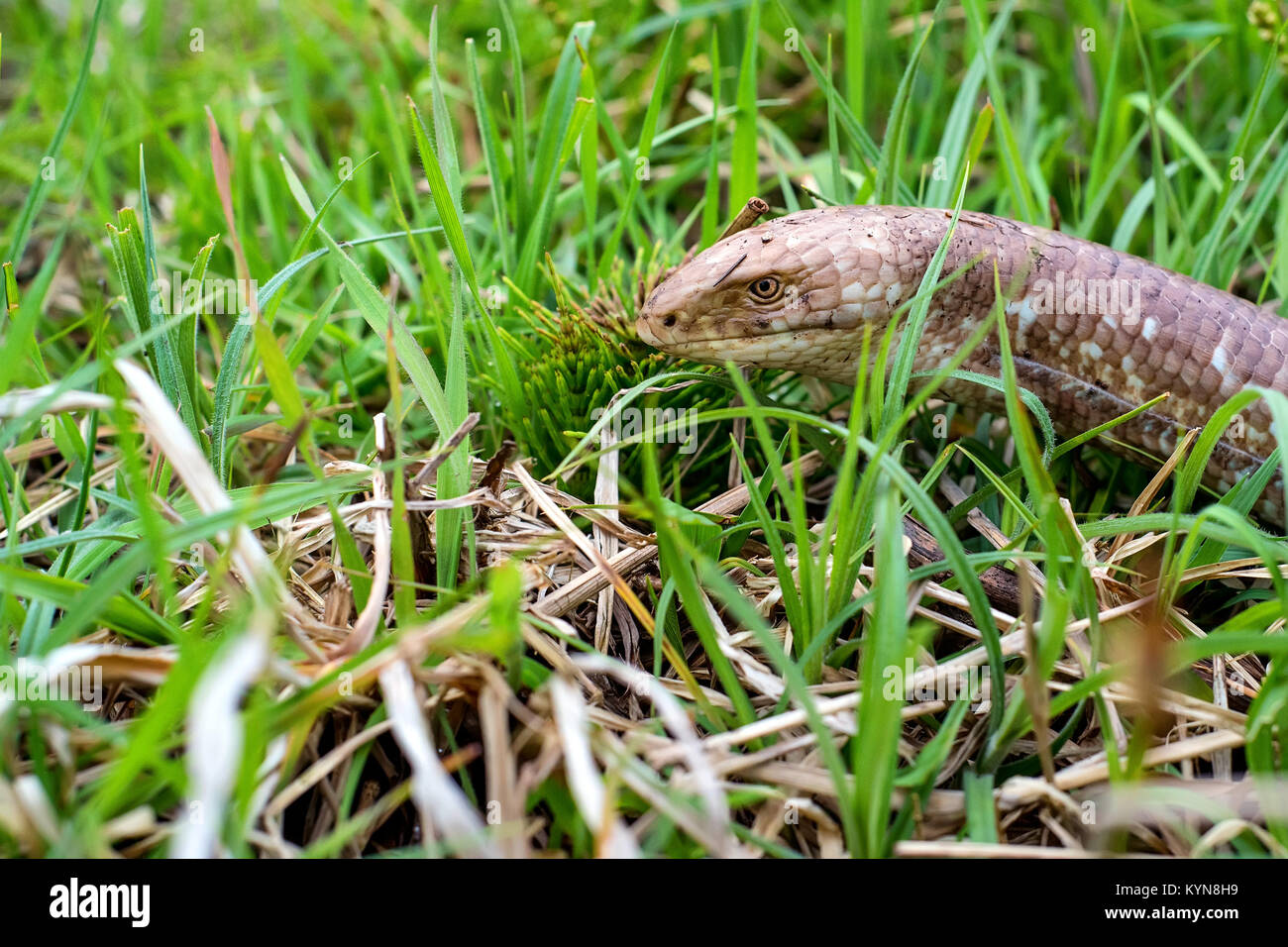 Sheltopusik ou Pseudopus apodus lézard sans pattes Banque D'Images