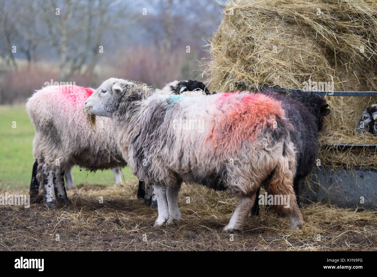 Moutons Herdwick le convoyeur à Coniston, Lake District Banque D'Images