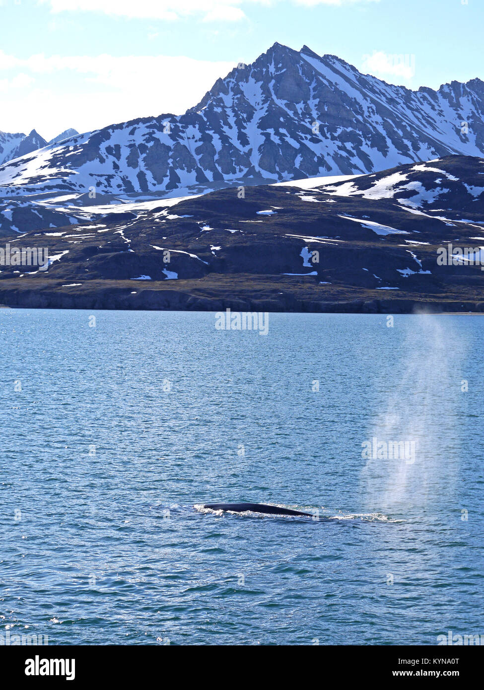 Voir de baleine bleue venant à la surface à l'Mollerfjorden Haakkon dans V11 Terre , Svallbard, Norvège Banque D'Images