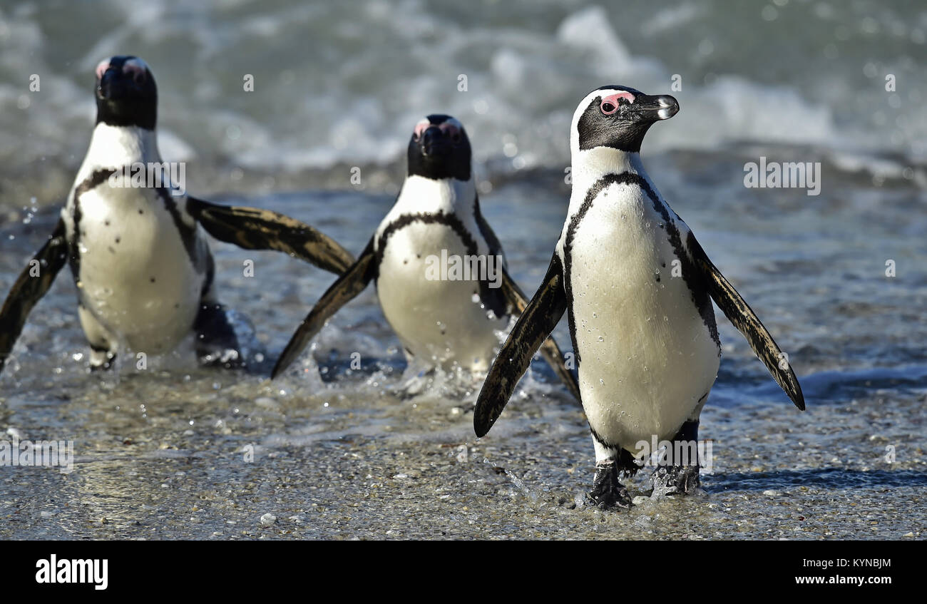 Pingouins africains (Spheniscus demersus) sortir de l'océan. L'Afrique du Sud Banque D'Images