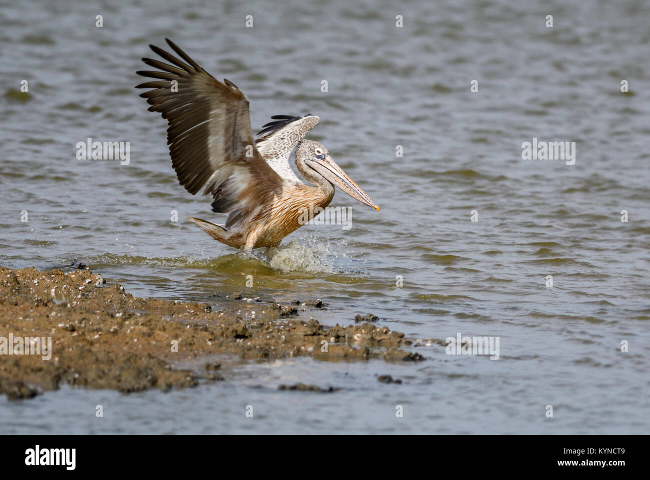 Spot-billed Pelican - Pelecanus philippensis, lacs, Sri Lanka Banque D'Images