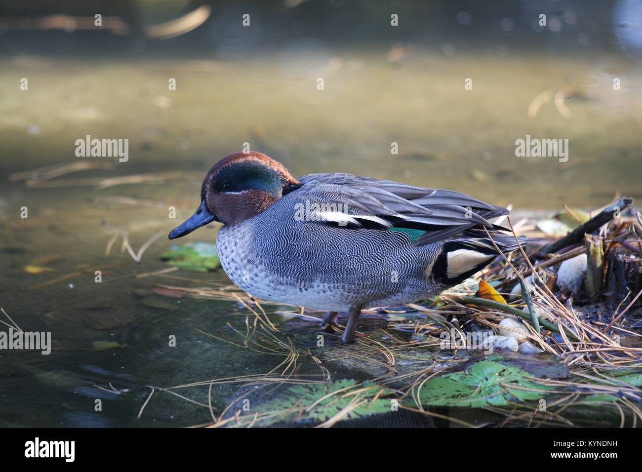 Beau canard dans le lac Banque D'Images