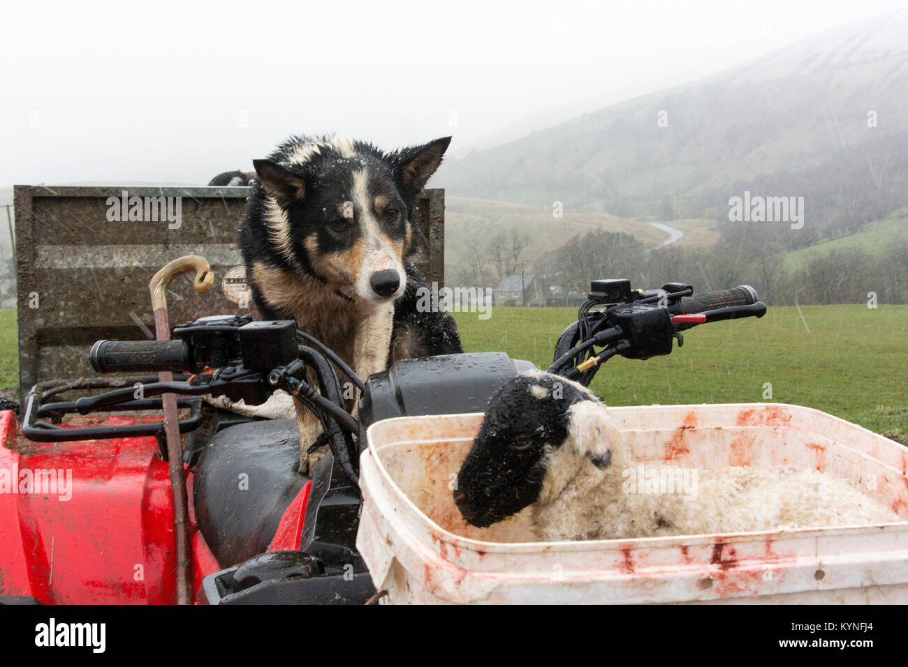 Border Collie berger regardant un agneau nouveau-né tout en étant assis sur un quad, pendant le temps de l'agnelage, Cumbria, Royaume-Uni. Banque D'Images