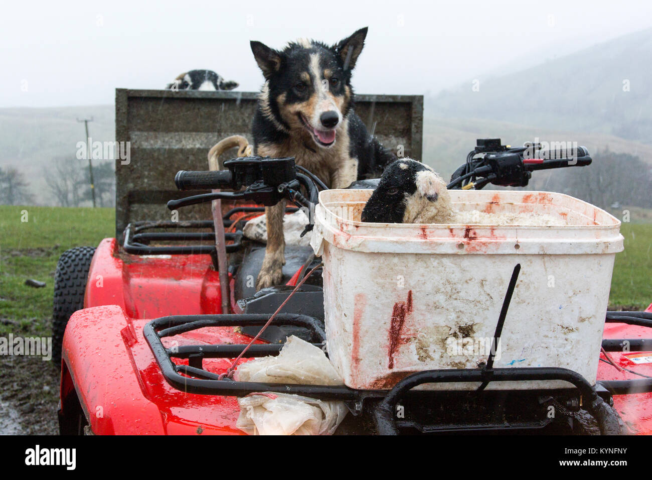 Border Collie berger regardant un agneau nouveau-né tout en étant assis sur un quad, pendant le temps de l'agnelage, Cumbria, Royaume-Uni. Banque D'Images