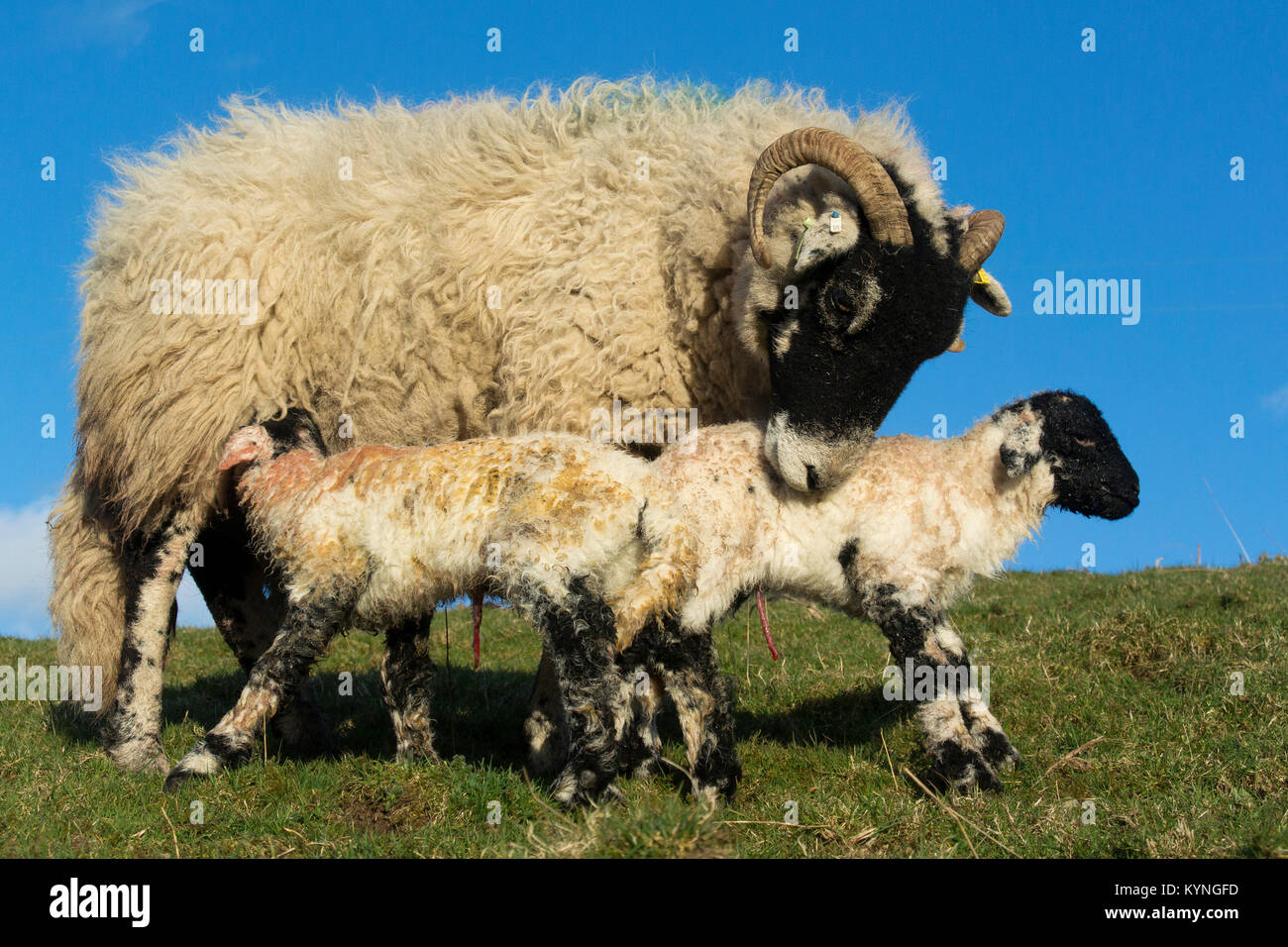 Moutons Swaledale avec lits jumeaux nouveau-nés agneaux, Cumbria, Royaume-Uni. Banque D'Images