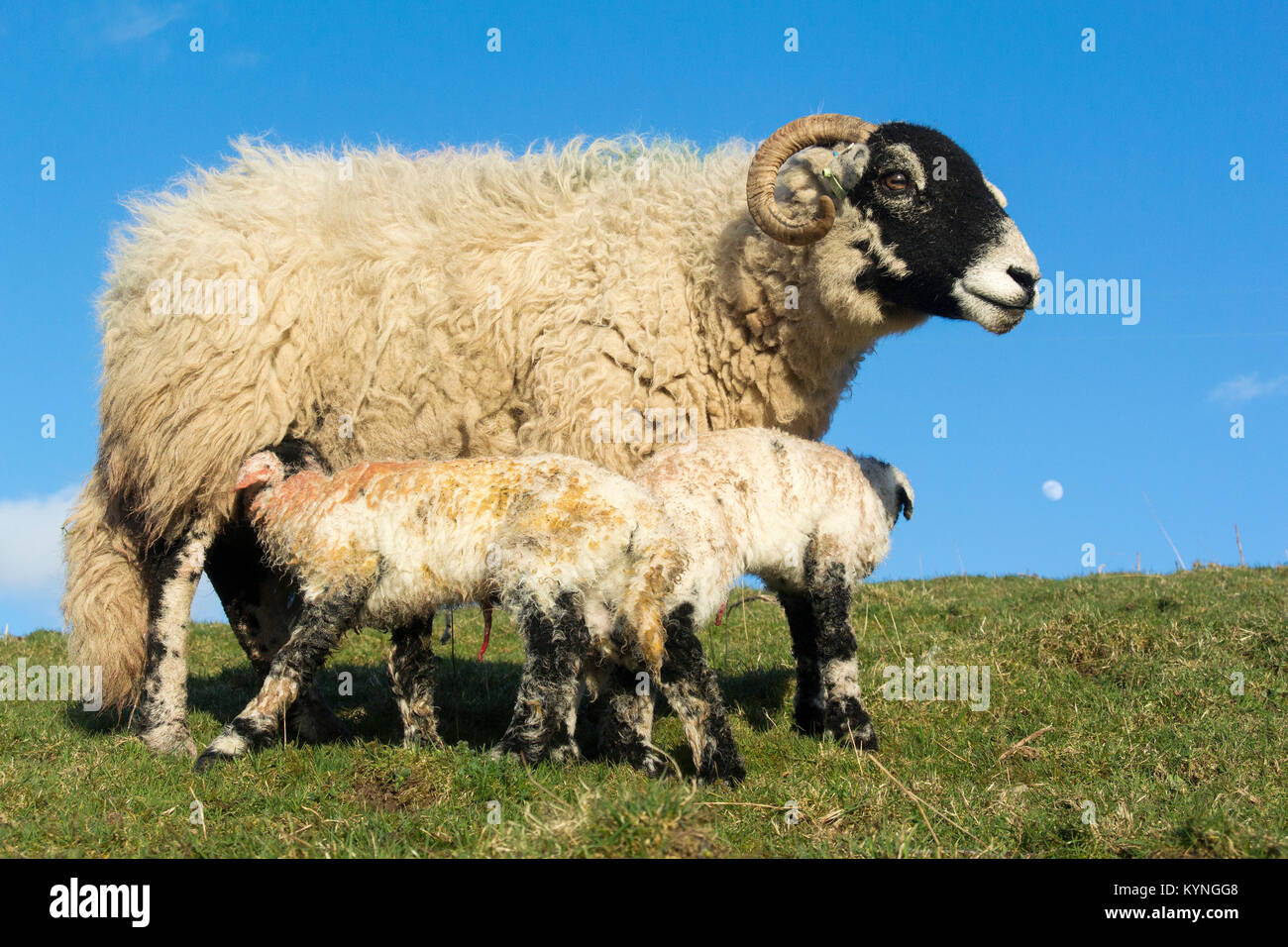 Moutons Swaledale avec lits jumeaux nouveau-nés agneaux, Cumbria, Royaume-Uni. Banque D'Images