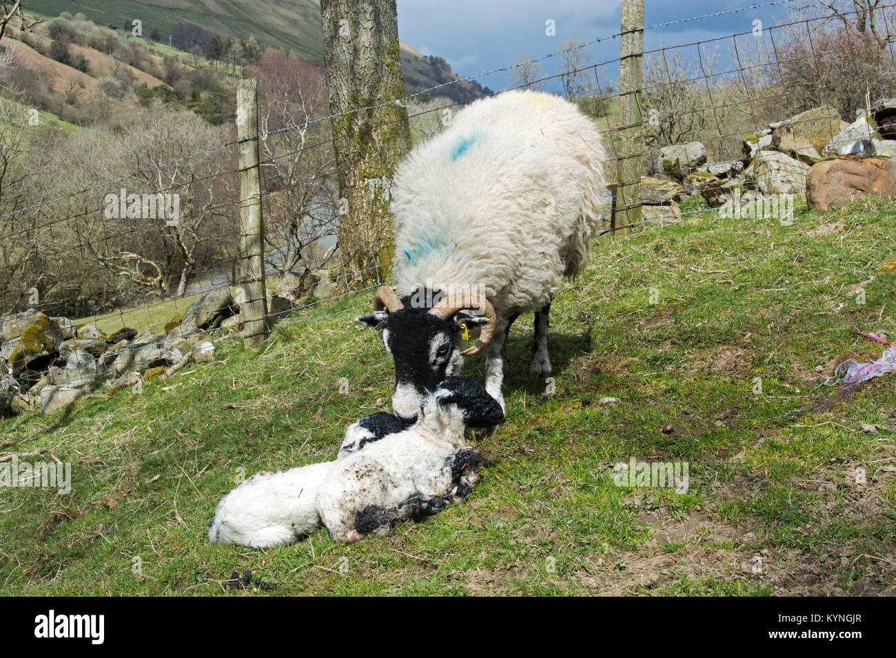 Brebis Swaledale avec lits jumeaux nouveau-nés agneaux, Cumbria, Royaume-Uni. Banque D'Images