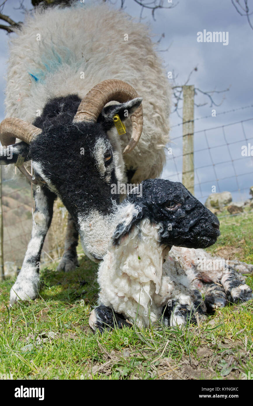 Brebis Swaledale avec lits jumeaux nouveau-nés agneaux, Cumbria, Royaume-Uni. Banque D'Images