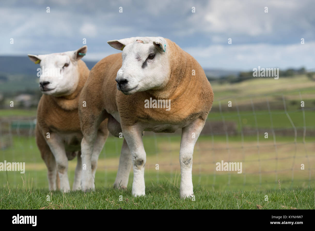 Béliers Texel dans les champs prêts pour l'automne des ventes, North Yorkshire, UK. Banque D'Images