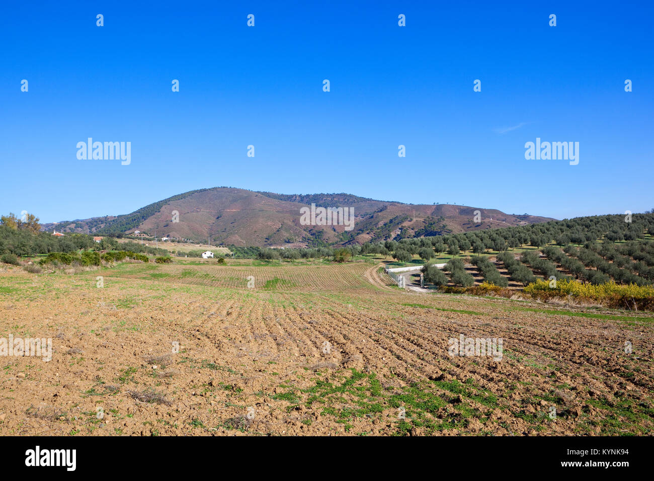 Une colline d'oliviers avec la porte près d'un champ cultivé et des paysages de montagne sous un ciel bleu dans le sud de l'espagne andalousie Banque D'Images