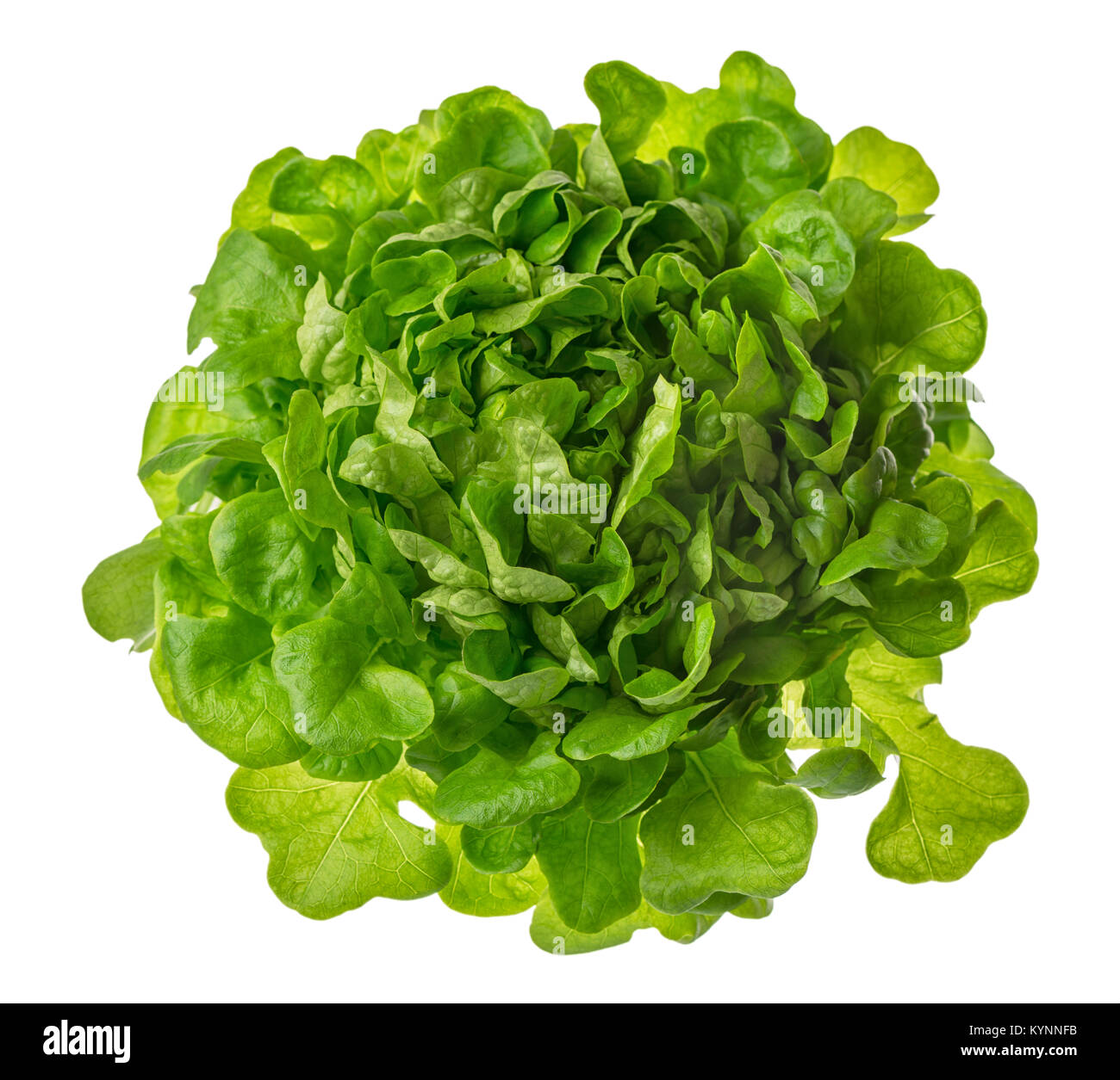 La laitue ou salade vert tête photo isolé sur fond blanc, le régime alimentaire et la perte de poids saine alimentation concept detox Banque D'Images