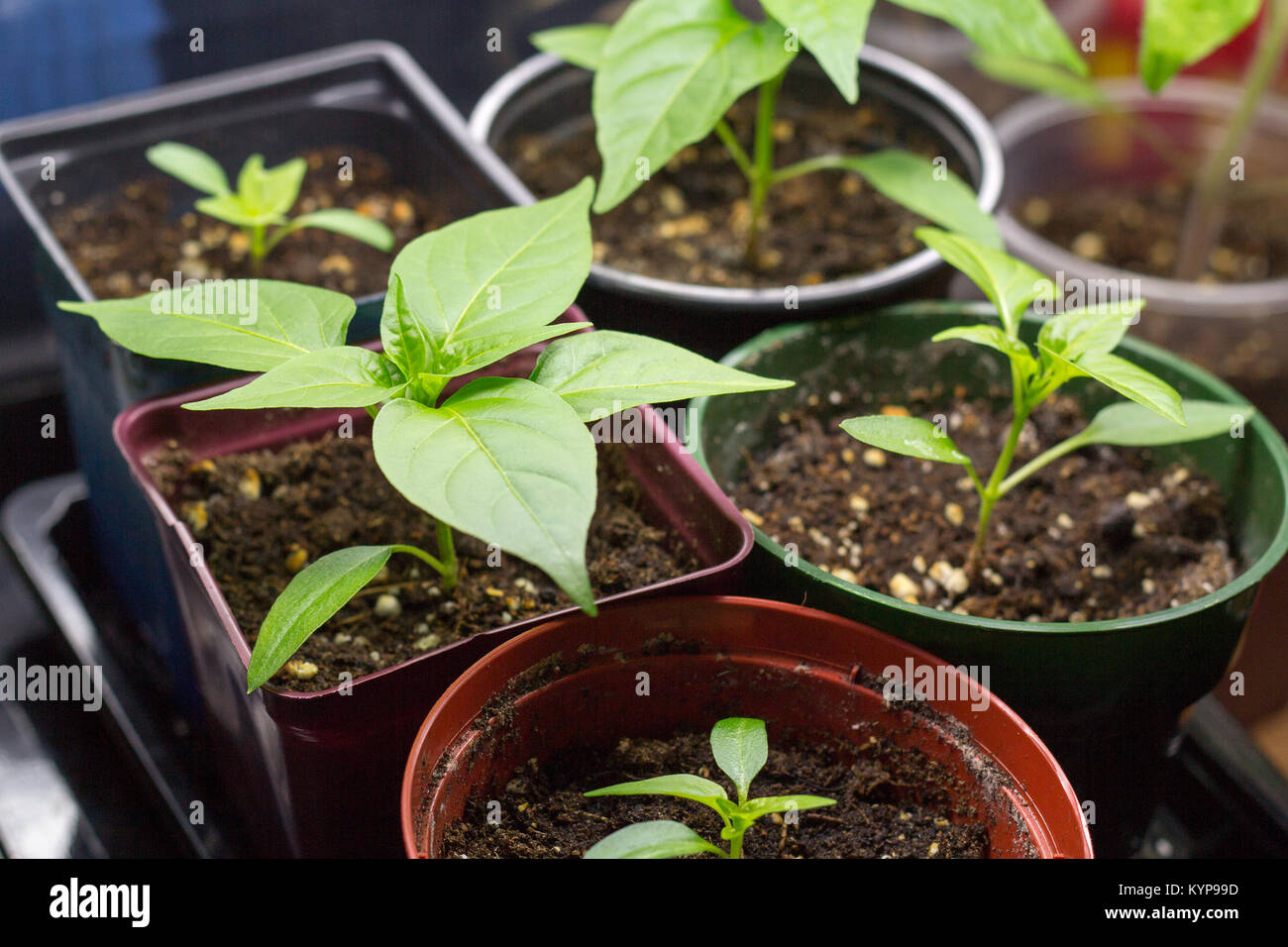 Pepper plant growing intérieur sous lumière néon Banque D'Images