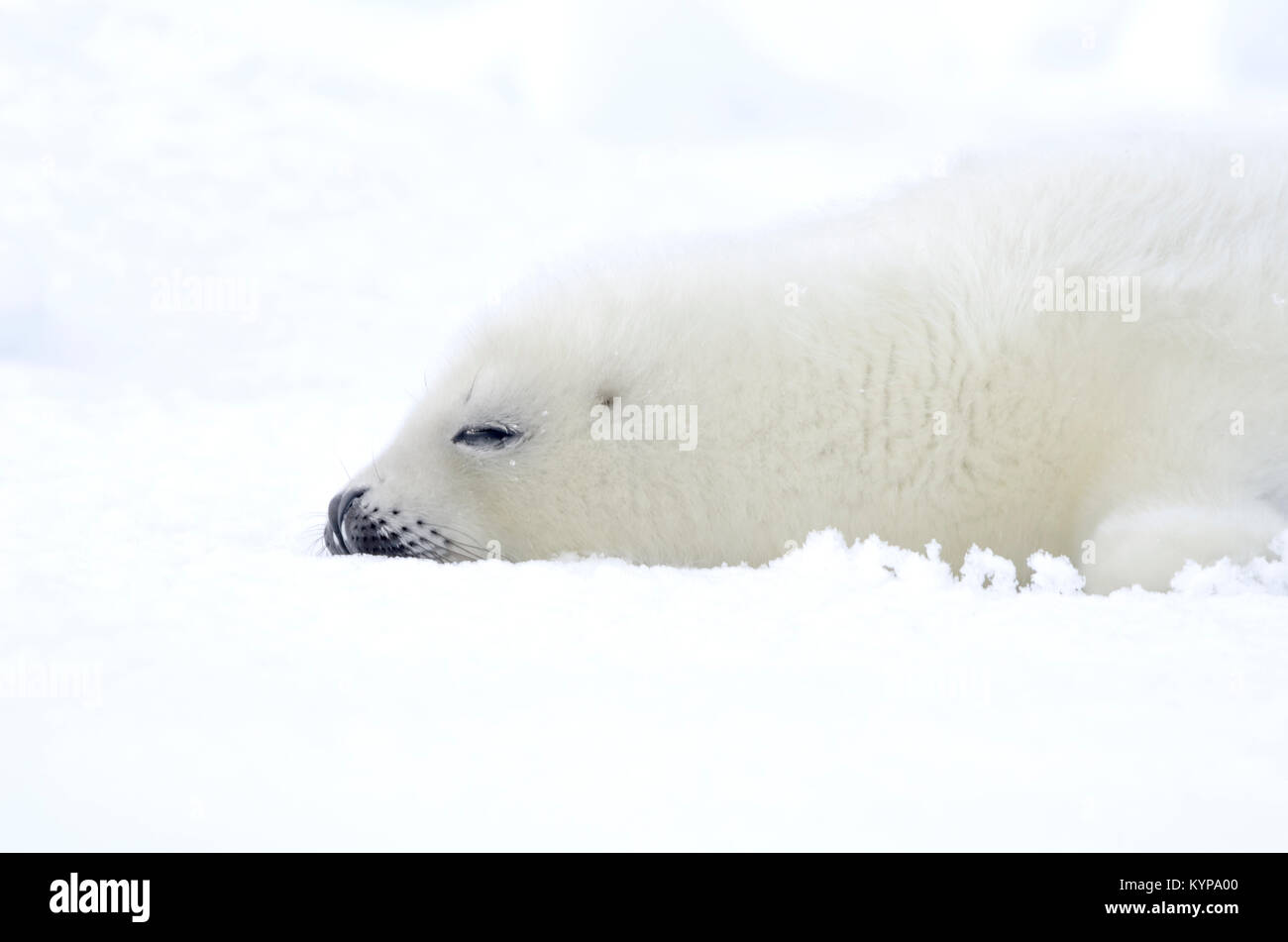 Des larves de phoques. Bébé de fourrure blanche sur la glace blanche. La Russie, la Mer Blanche Banque D'Images
