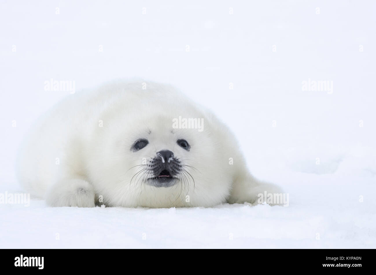 Des larves de phoques. Bébé de fourrure blanche sur la glace blanche. La Russie, la Mer Blanche Banque D'Images