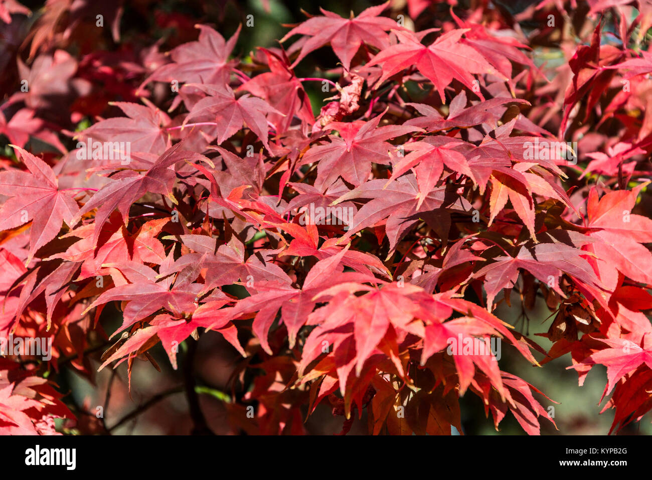 Un érable japonais en automne (Acer palmatum ssp amoenum) Banque D'Images