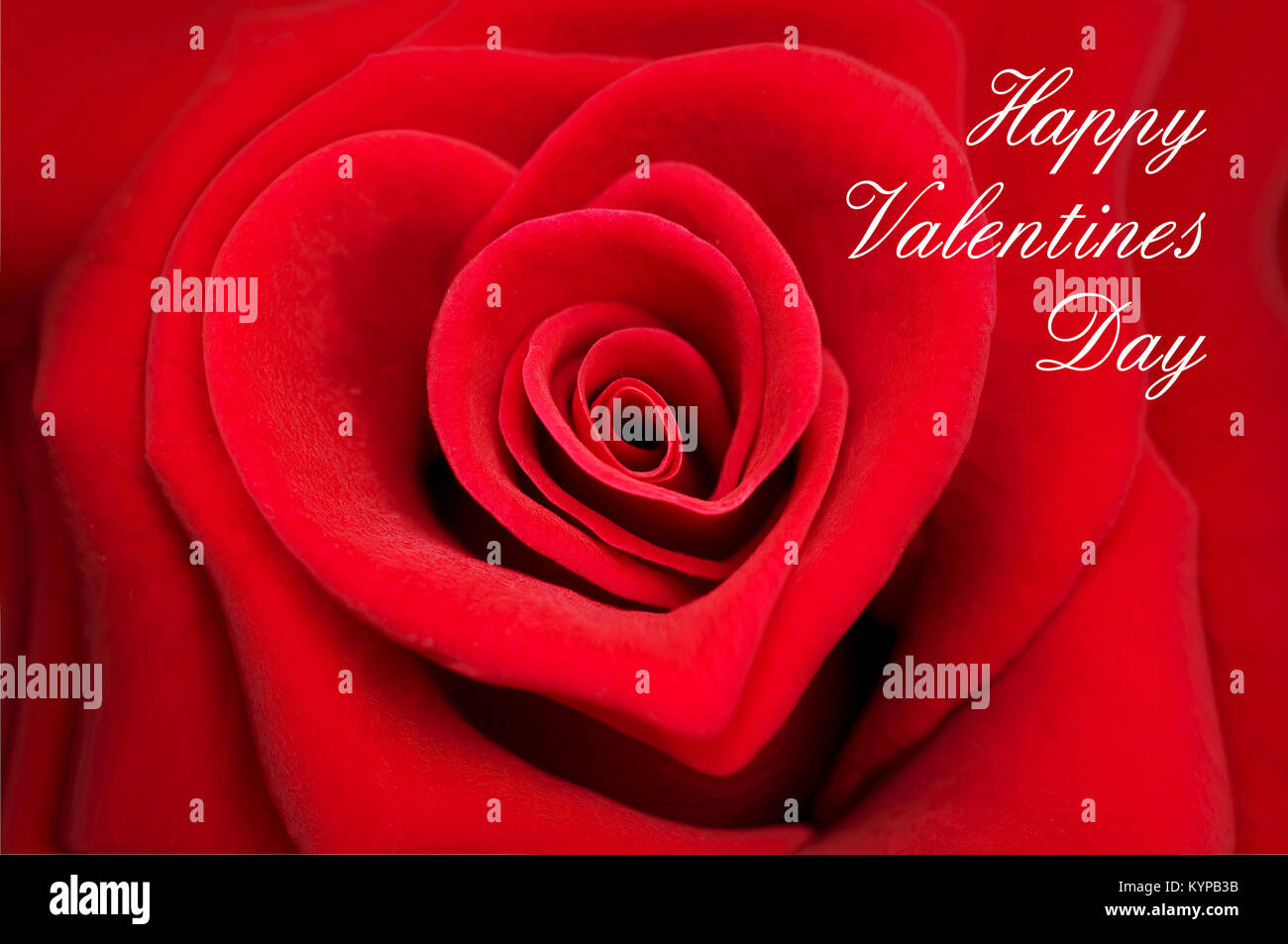 Carte de souhaits, Saint-Valentin rose rouge en forme de cœur Banque D'Images