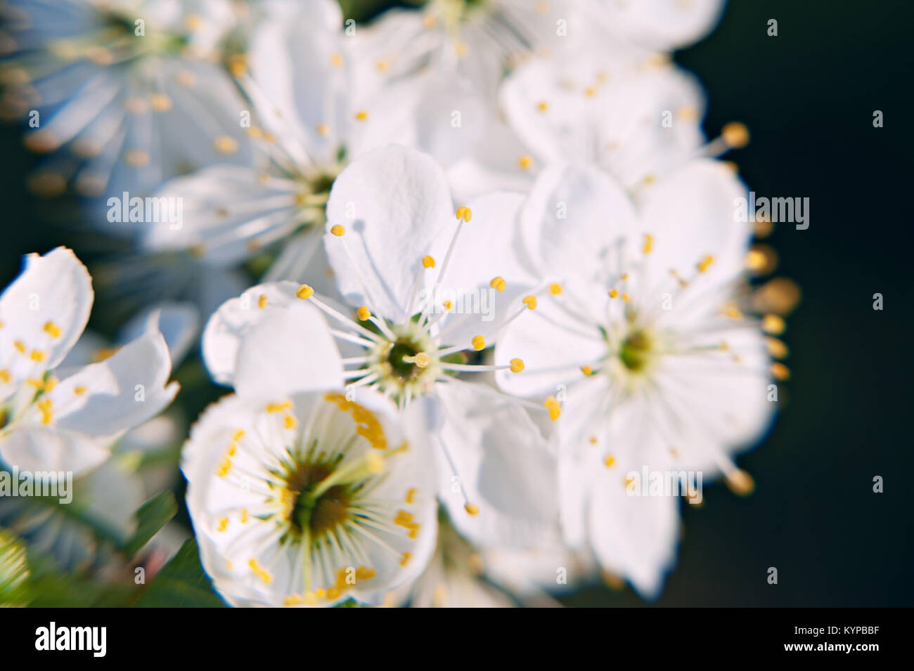 Photo du pommier à fleurs avec des fleurs blanches et jaune sur fond vert bokeh Banque D'Images