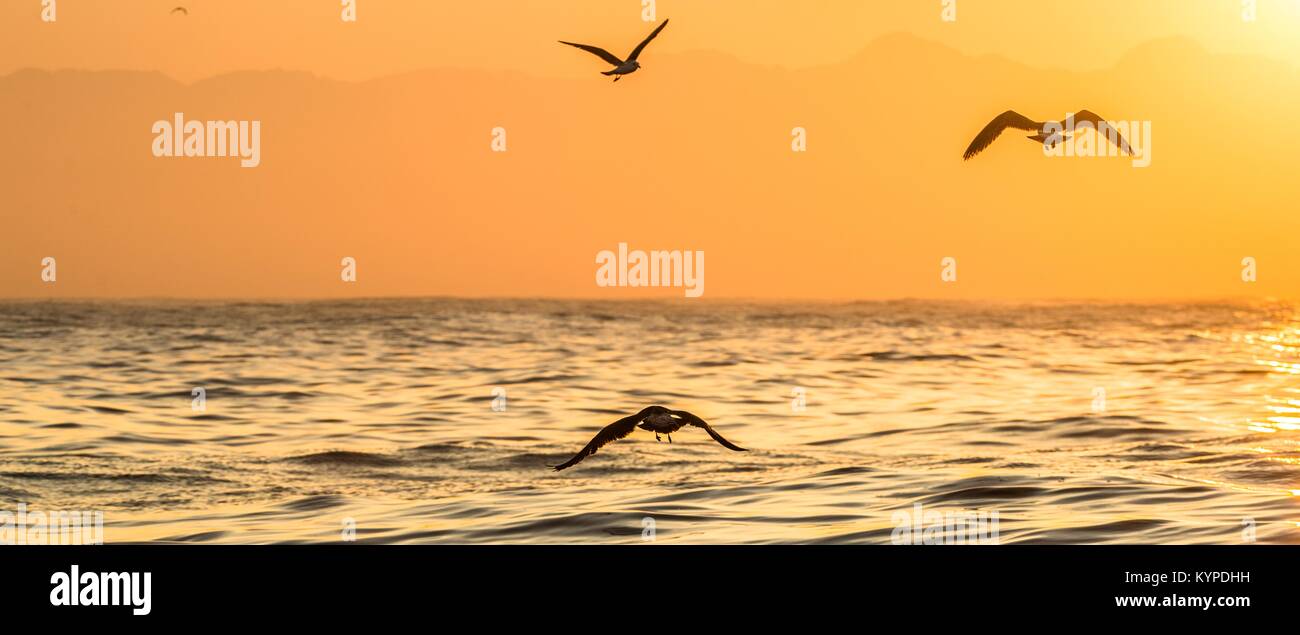 Kelp Gull (Larus dominicanus) battant sur fond de l'océan au coucher du soleil. Aussi connu comme la République dominicaine et gull mouette de varech noir soutenu. Sunset Sky Banque D'Images