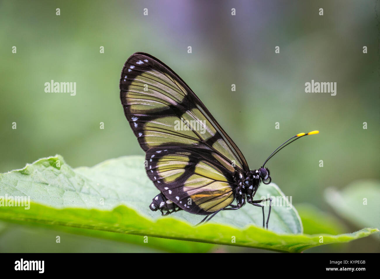 Close up de Glasswing butterfly, Greta oto Banque D'Images