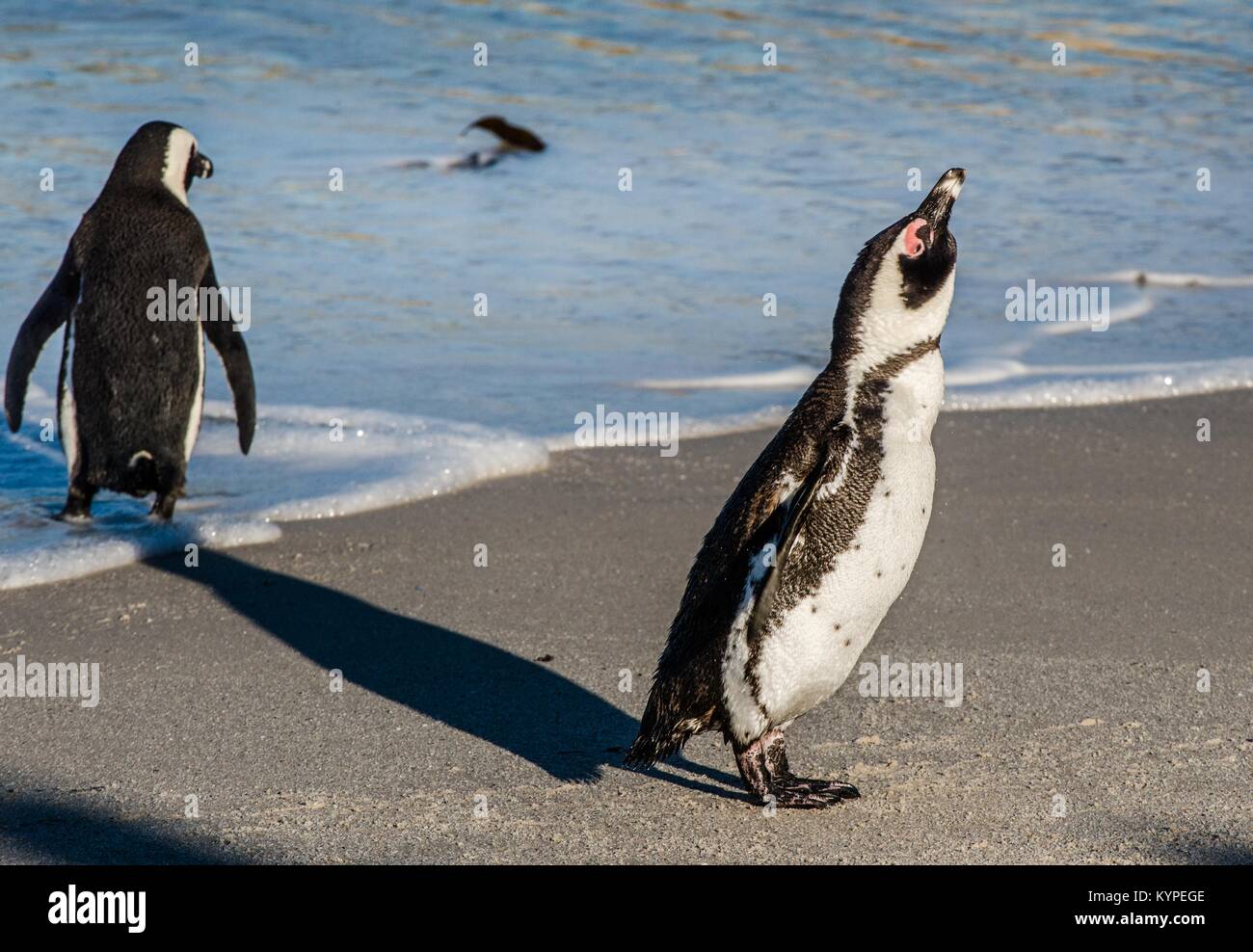 Portrait of African penguin secouer sur la plage de sable en plein soleil. ( Manchot Spheniscus demersus) aussi comme les jackass penguin et noir-fo Banque D'Images