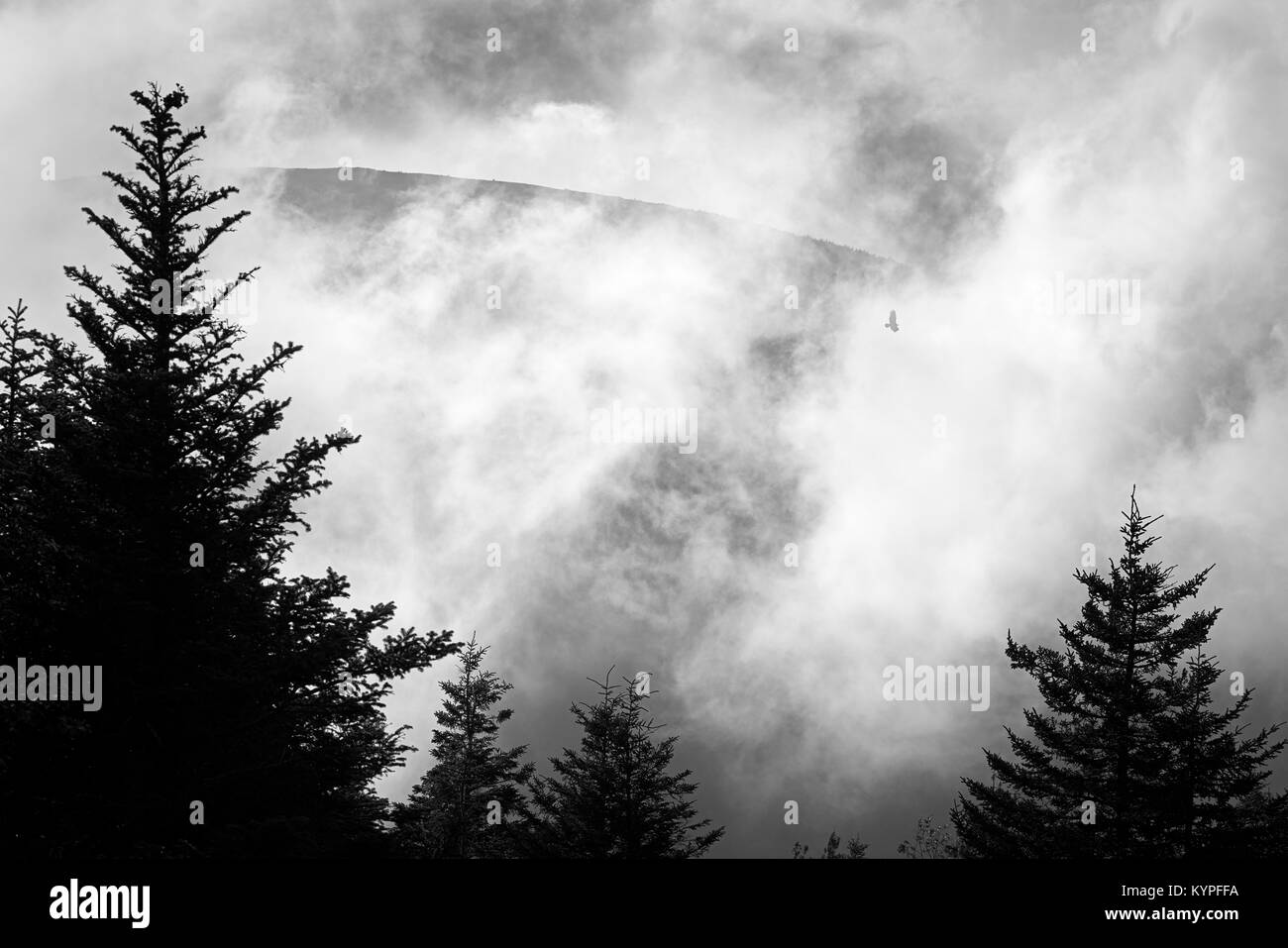 Brouillard de compensation dramatique avec raptor silhouette sur Cadillac Mountain dans l'Acadia National Park dans le Maine Banque D'Images