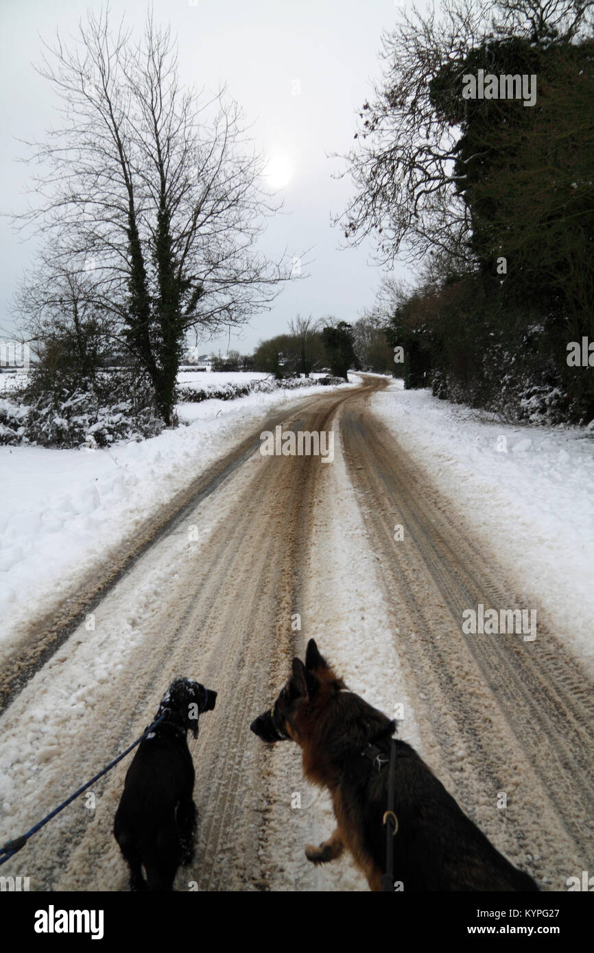 Le chien marche sur une route enneigée Banque D'Images