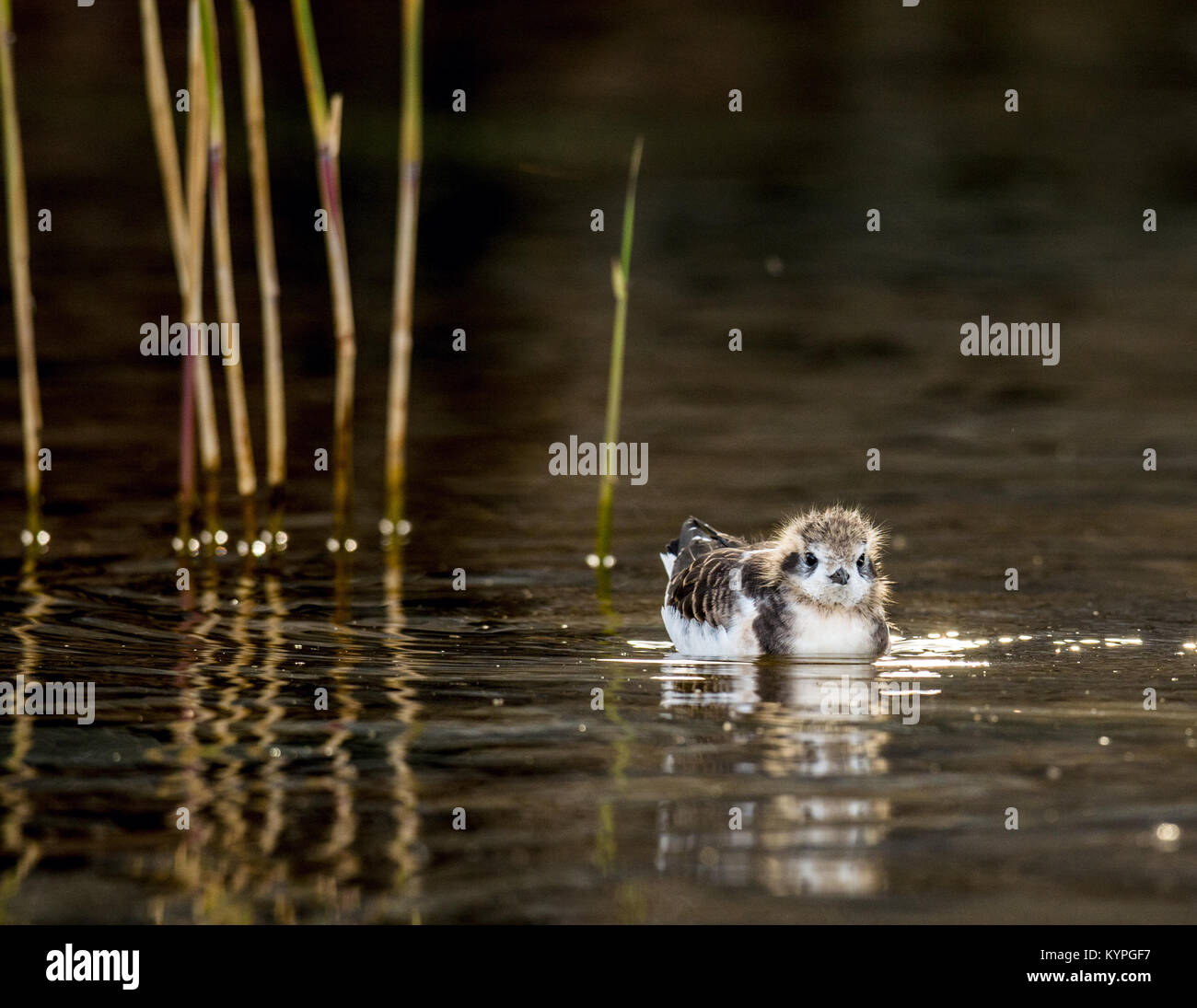 Le bébé oiseau d'un peu de Gull (Larus minutus) flotte sur l'eau. Le lac Ladoga Banque D'Images