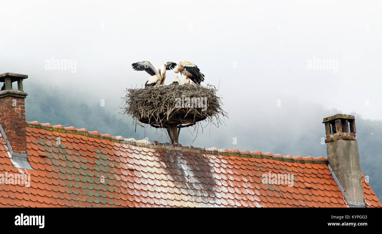 Les cigognes qui nichent sur les toits des maisons dans la région d'Alsace, France le long de la route des vins à Colmar Banque D'Images